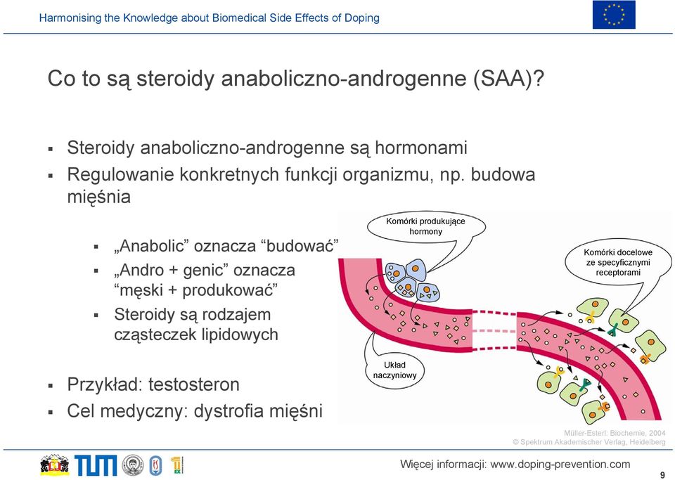 budowa mięśnia Anabolic oznacza budować Andro + genic oznacza męski + produkować Steroidy są rodzajem cząsteczek