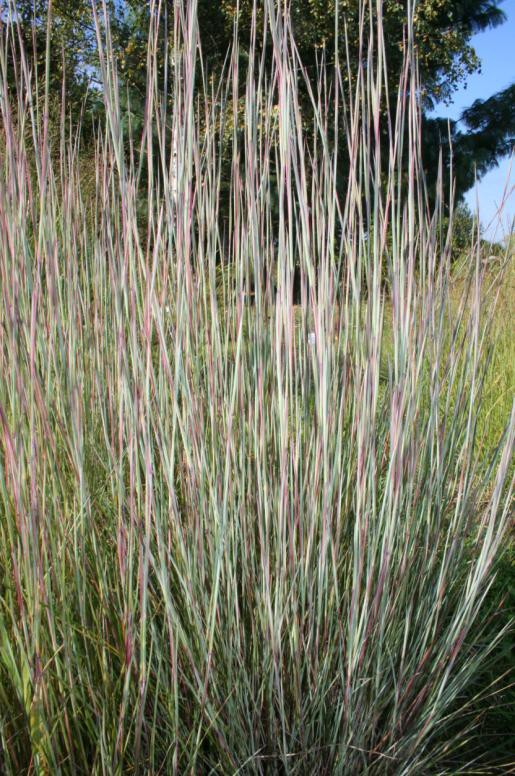 Badania 2010-2011 Gatunki z rodzaju palczatka (Andropogon) Materiał do badań stanowiły wysuszone części nadziemne traw rodzaju Andropogon: A. distachyos, A.