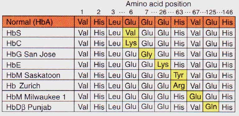 białka, hemoglobiny mutacje - zmiany w sekwencji białka Geny