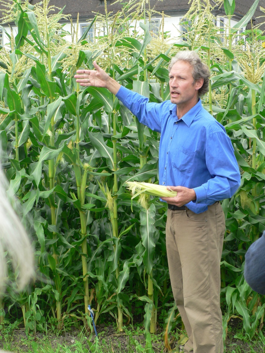 Achievements of organic breeding / Sukcesy hodowli ekologicznej Example: open-pollinating sweet corn / Przykład: kukurydza cukrowa For organic sweet corn there are nearly only varieties from Monsanto