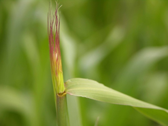 Seed an investment into the future / Materiał siewny inwestycja na