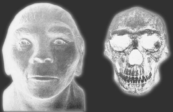 Pochodzenie i ewolucja człowieka 563 Ryc. 4. Rekonstrukcja czaszki i wyglądu osobnika (przypuszczalnie kobiety) Homo erectus z Zhoukoudian w Chinach (Wiedenreich 1943; Fig. 175).