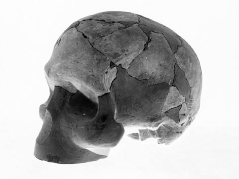 564 Katarzyna A. Kaszycka ARCHAICZNI LUDZIE Ryc. 5. Czaszka klasycznego neandertalczyka (z czasów ostatniego zlodowacenia Würm) z Gibraltaru (British Museum of Natural History w Londynie) (fot. K. A. Kaszycka).