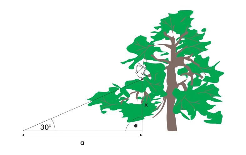 Zadanie 6. (0 1) Na diagramie przedstawiony jest procentowy udział poszczególnych gatunków drzew w polskich lasach. Źródło: Raport o stanie lasów w Polsce 1999 r.