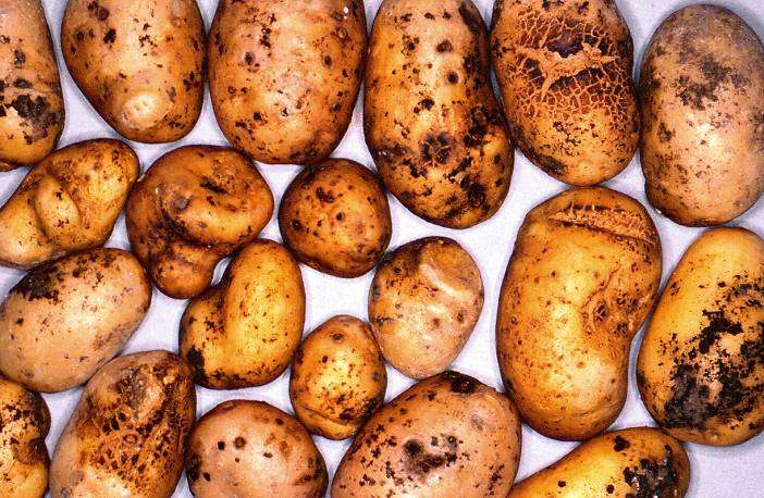 Objawy Rhizoctonia solani Na bulwach ziemniaków: krosty,