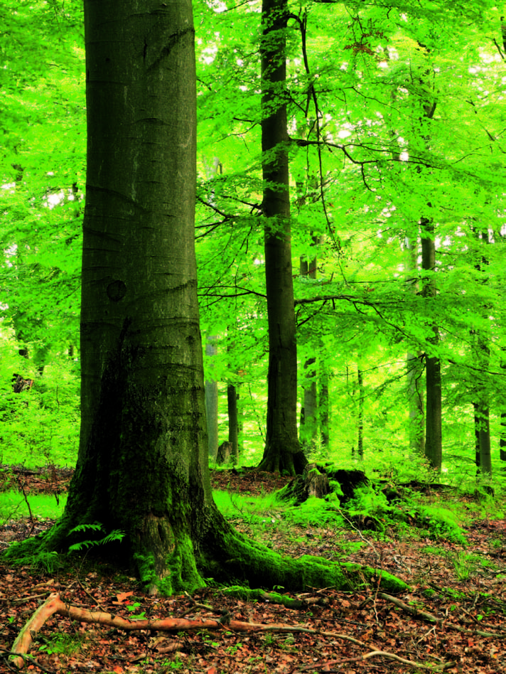 System ochrony klimatu Papier to produkt naturalnie ekologiczny!