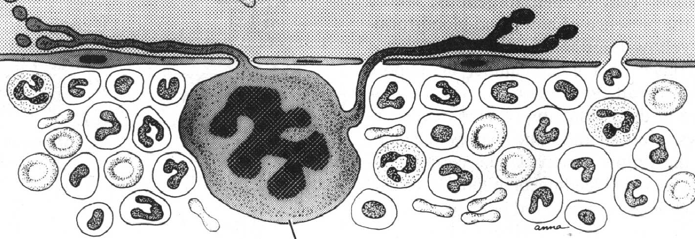 Powstawanie erytrocytów (linia erytropoezy) rybosomy proerytroblast retikulocyty mieloblast Powstawanie granulocytów (linia granulopoezy) erytroblast zasadochłonny promielocyt (wytwarzanie ziarn