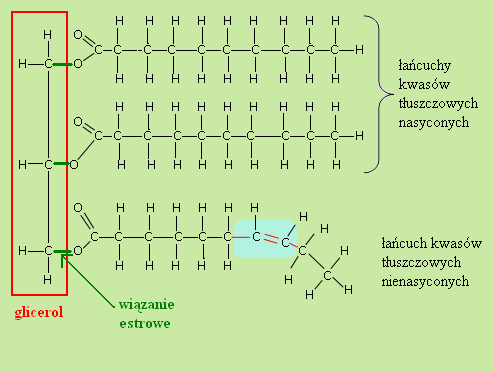 LIPIDY c.d.