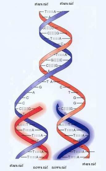 Różnice między DNA i RNA KWASY NUKLEINOWE c.d. Cechy DNA RNA Wielkość łańcuchów polinukleotydowych Bardzo długie, zbudowane z kilku milionów nukleotydów. Krótkie zbudowane ze 100-1000 nukleotydów.