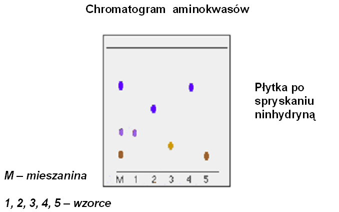 Wizualizacja chromatogramów Jolanta