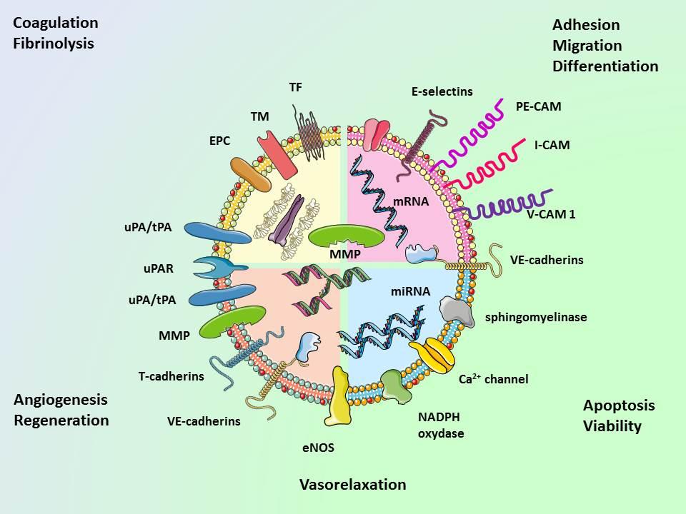 Funkcje: a) proces krzepnięcia krwi b) sygnalizacja międzykomórkowa - immunosupresja - prezentacja antygenów - transfer komponentów sygnalizacyjnych - stan zapalny - angiogeneza c) adhezja