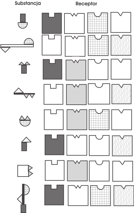 152 JOLANTA SKANGIEL-KRAMSKA, KAROLINA ROGOZIŃSKA Ryc. 5. Jedna substancja zapachowa pobudza wiele receptorów.
