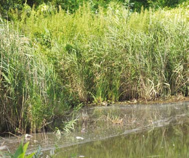 Gmina Świętochłowice Oczyszczenie i zabezpieczenie przed wtórną degradacją stawu Kalina oraz rewitalizacja terenu przyległego Kwota dofinansowania z Funduszu Spójności Całkowita wartość projektu Data