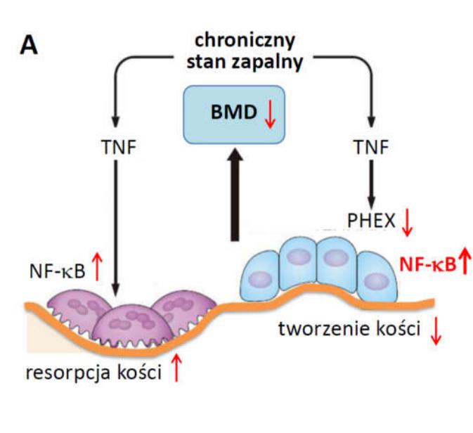 Chronicznego stan zapalny indukuje