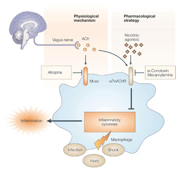 The vagus nerve and the nicotinic anti-inflammatory pathway