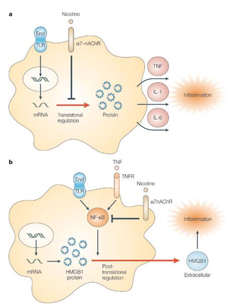 The vagus nerve and the nicotinic anti-inflammatory pathway