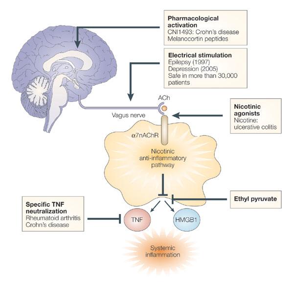The vagus nerve and the nicotinic anti-inflammatory pathway