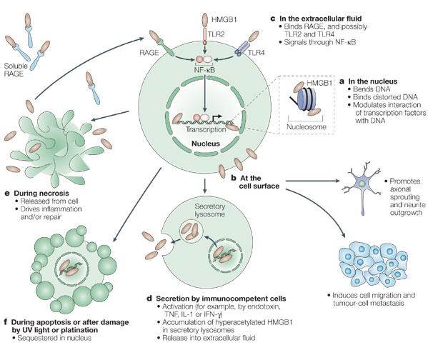 High-mobility group box 1 protein (HMGB1): nuclear weapon in the immune arsenal