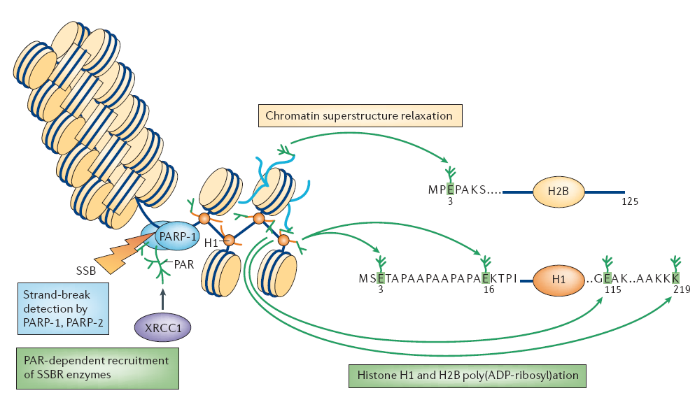 Poly(ADP-ribosyl)ation Figure 4 PARP-1 in the repair of