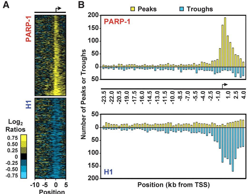 Fig. 1. Distinct patterns of genomic localization for H1 and PARP-1.