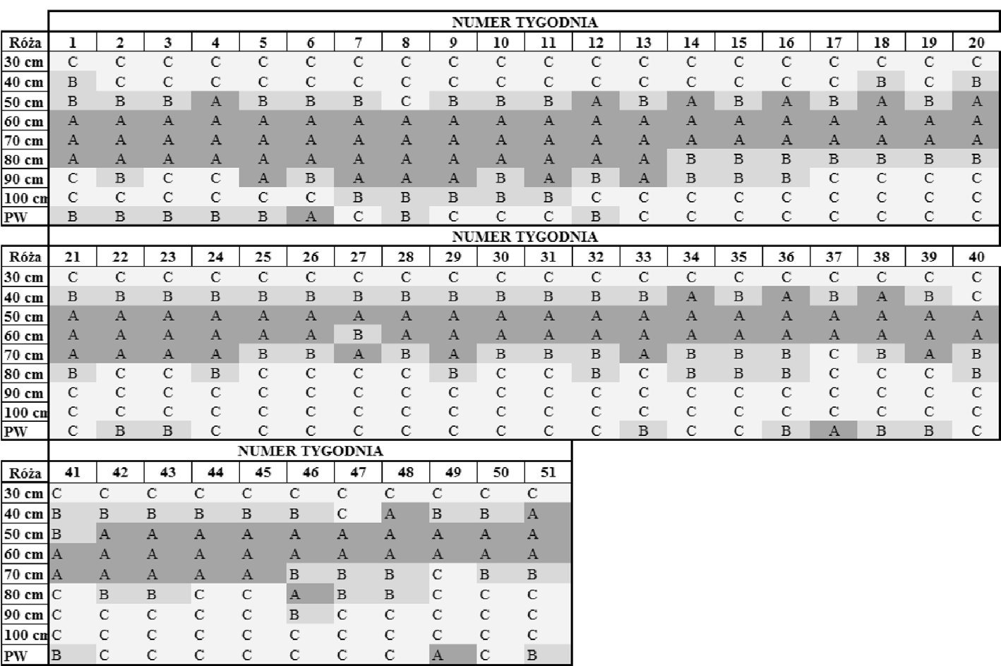 Rys. 3. Wyniki klasyfikacji ABC sprzedaży róży w całym analizowanym okresie (51 tygodni) Źródło: opracowanie własne na podstawie danych pochodzących z przedsiębiorstwa Tabela 1.