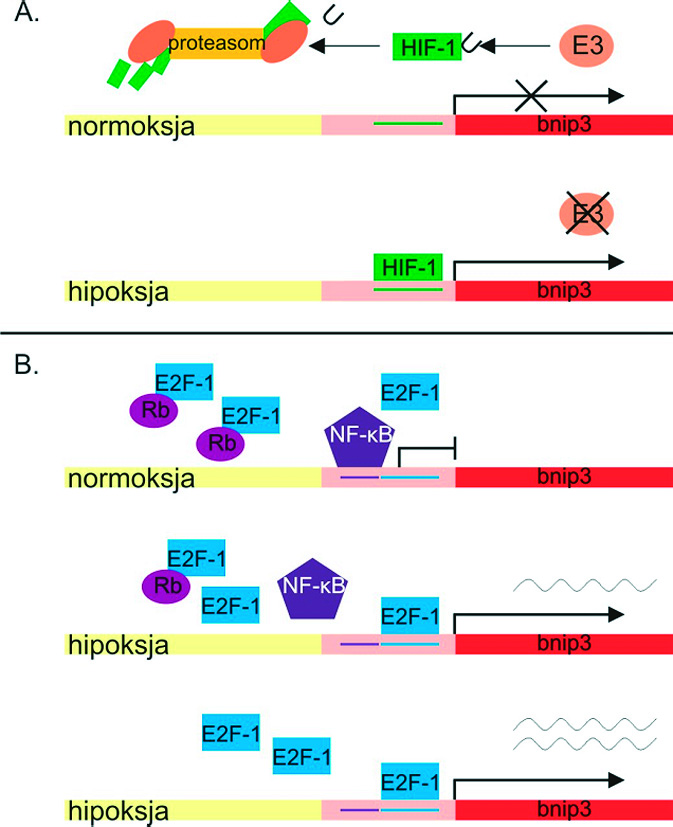 Postepy Hig Med Dosw (online), 2009; tom 63: 418-424 A B Ryc. 1. Regulacja transkrypcji genu bnip3 zależna od hipoksji.