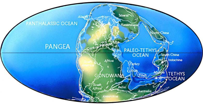 Drzewa gatunkowe a kladogramy areałowe Pangea Laurasia Eurazja Ameryka Północna Australia Amphilina foliacea Amphilina japonica Gigantolina elongata