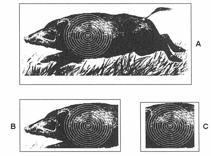 6.3.2.7 Ruchoma tarcza 6.3.2.7.1 Ruchoma tarcza do strzelań na 50m przedstawia sylwetkę biegnącego dzika z pierścieniami ocenianymi na łopatce zwierzęcia.