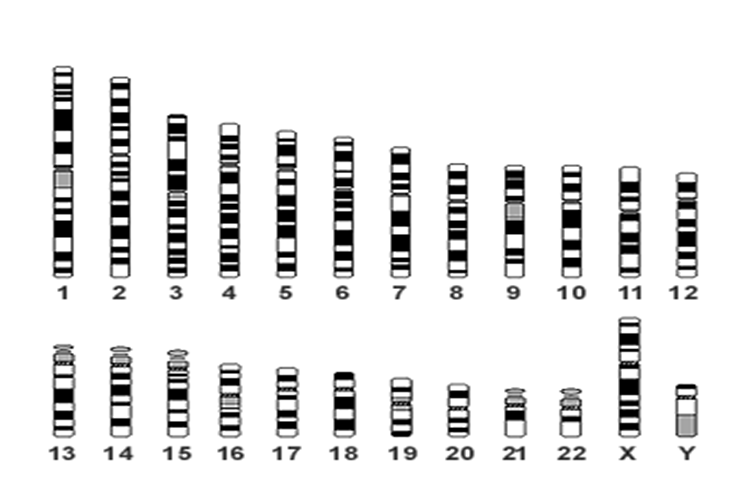 Ustalanie tożsamości osób ślad 1 komórka 6 pg DNA profil Analiza śladów biologicznych Analiza porównawcza materiałów Badania pokrewieństwa (sprawy alimentacyjne, karne) Badania rodzinne (spadkowe,