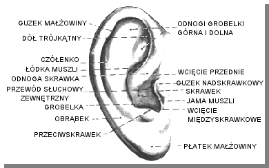 2.1.1. Przewodnictwo powietrzne. Budowa ucha. W przewodzeniu dźwięku przez powietrze biorą udział wszystkie części ucha.