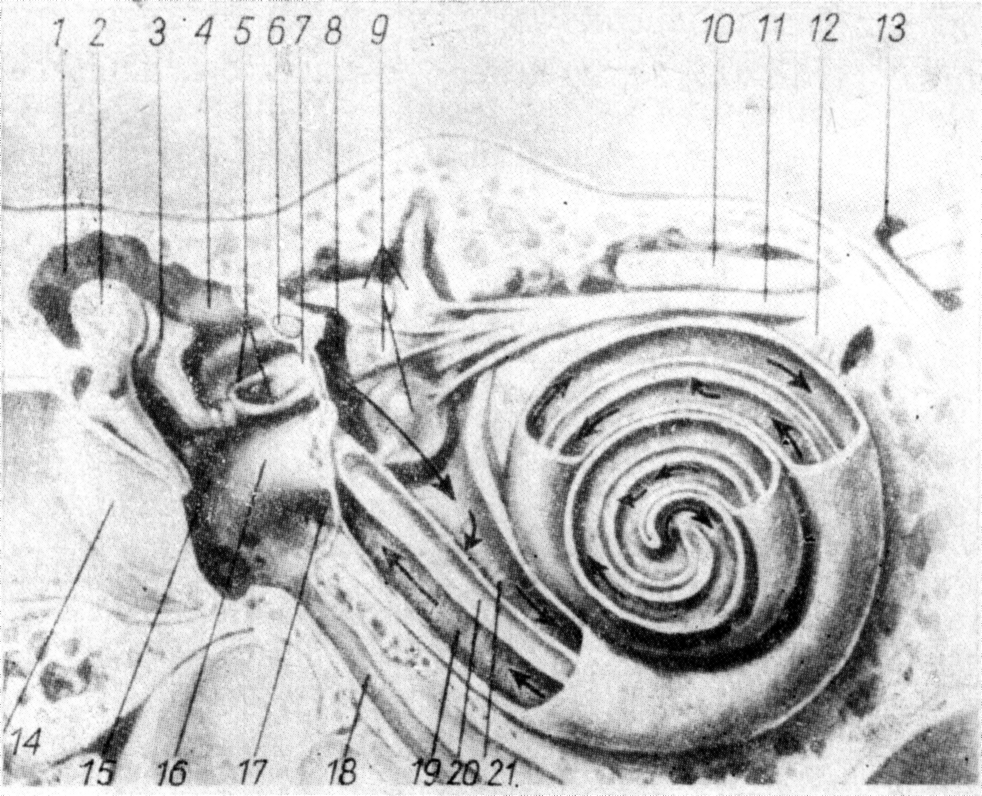 miejscu następuje przetworzenie energii mechanicznej na ciąg impulsów elektrycznych, które są następnie przekazywane za pomocą nerwu przedsionkowo-ślimakowego VIII do ośrodków słuchowych w korze