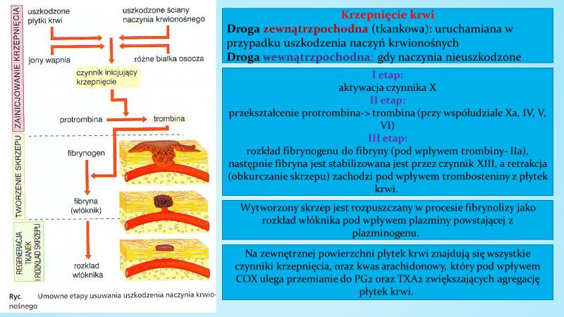 Leki wpływające na krzepnięcie krwi Kierunek kosmetologia III. rok, Wydział Nauk o Zdrowiu opracowała.