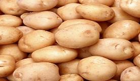 Pytanie : Czy wyciszenie ekspresji genu CBP80 w roślinach ziemniaka również