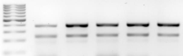 Analiza biogenezy mitochondriów roślinnych w warunkach stresu termicznego zmiany jakościowe i ilościowe w proteomie mitochondrialnym kompleksy