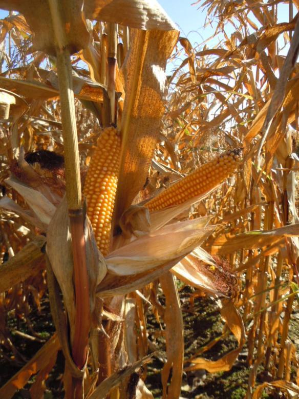 8. Agrotechnika kukurydzy (ziarno)- pole 101 1. Zbiór buraków 2. Compil + siew rzutowy żyta ozimego jako międzyplon po wykopaniu buraków 3. 21. 11. 2011.