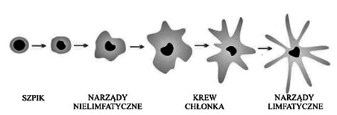 Praca przeglądowa Endokrynol. Ped., 11/2012;4(41):64-72 immunologiczne schorzenia, zwłaszcza wśród osób rasy kaukaskiej [50].