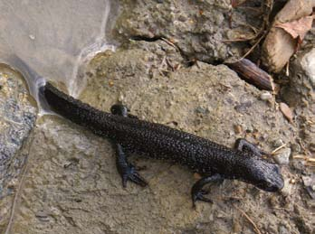 Traszka grzebieniasta A. Tyc Wydra C. Ćwikowski z których największe w Radziechowach i Górkach warte są otoczenia ich opieką również jako obszary Natura 2000. 24 Podkowiec mały K.