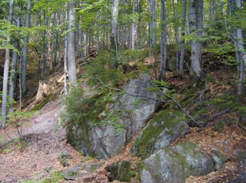 Skałki piaskowcowe J. Perzanowska Progi na Białej Wisełce J. Perzanowska Beskid Śląski jest w znacznym stopniu zalesiony lasy zajmują tu ponad 85% pow.