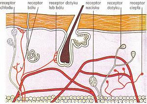 Receptory czucia skórnego - Termoreceptory - Nocyreceptory - Mechanoreceptory Ciałka Merkla