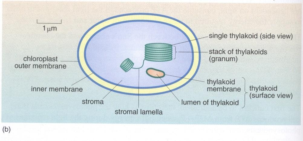 wewnętrzna tworzy liczne woreczki, w chloroplastach granalnych ułożone w płaskie stosy zwane tylakoidami; z kolei stos tylakoidów tworzy granum (patrz rys. 6.