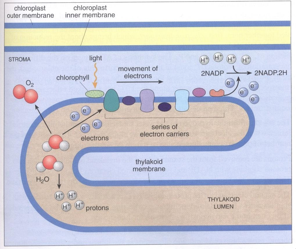 Dlaczego chloroplasty zawierają tak dużo gran?