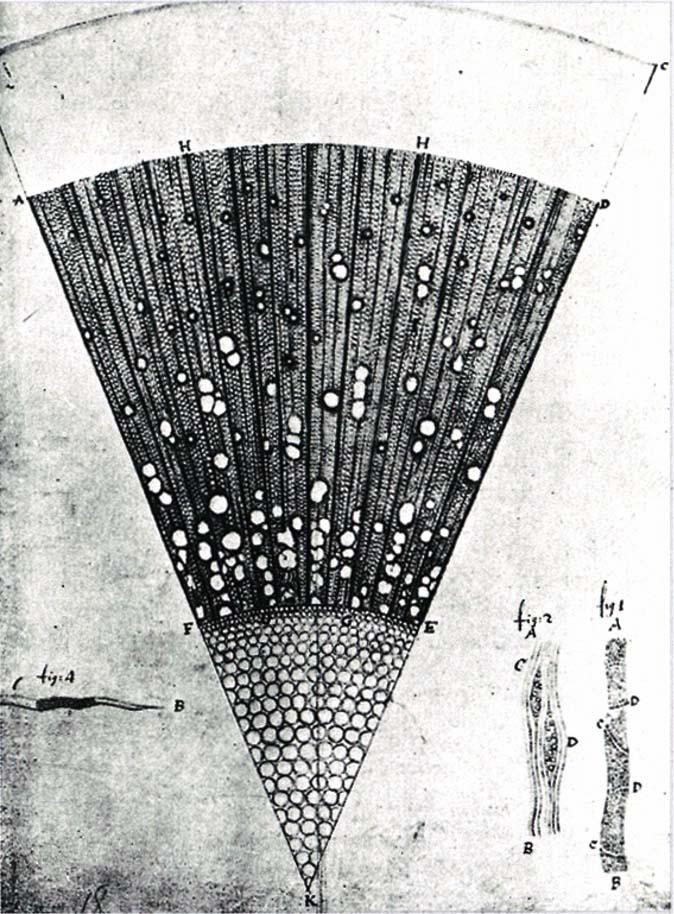Rysunek 4.1.9. Schemat mikroskopu van Leeuwenhoeka z 1756 roku. Źródło Wikipedia Rysunek 4.1.10.