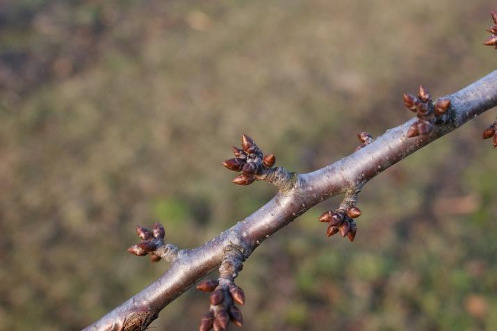 Wzrost i rozwój generatywny Czereśnia owocuje głównie na krótkopędach, na drewnie