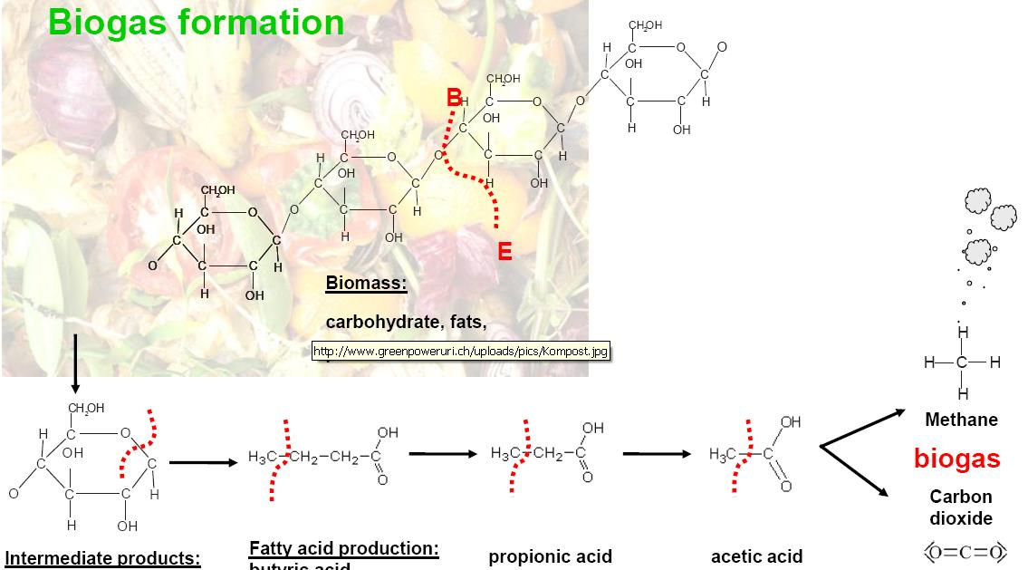 Proces powstawania biogazu biomasa Węglowodany, tłuszcze, białka metan biogaz