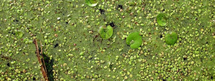 Jan Koprowski, Andrzej Łachacz Fot. 5. Grzybienie białe (Nymphaea alba) i rdest ziemnowodny (Polygonum amphibium) w potorfiu śróddrumlinowym (Zbójenko). Fot. J. Koprowski Fot.