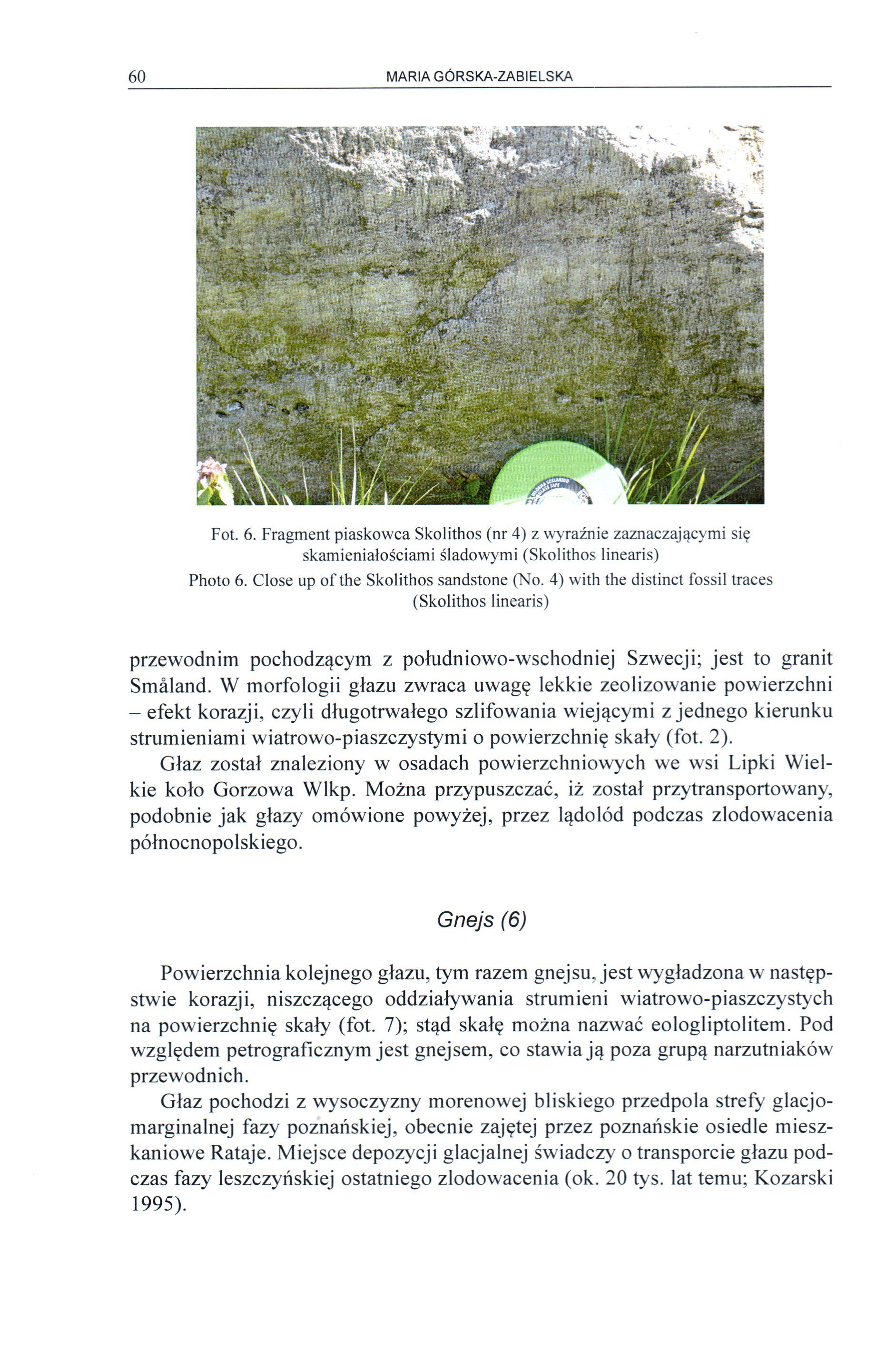 60 MARIA GÓRSKA-ZABIELSKA Fot. 6. Fragment piaskowca Skolithos (nr 4) z wyraźnie zaznaczającymi się skamieniałościami śladowymi (Skolithos linearis) Photo 6. Close up of the Skolithos sandstone (No.
