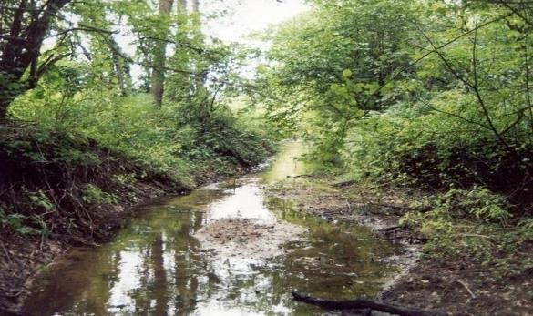 Przyroda Śląskiego Ogrodu Botanicznego OCHRONA IN SITU Flora naczyniowa na terenie Śląskiego