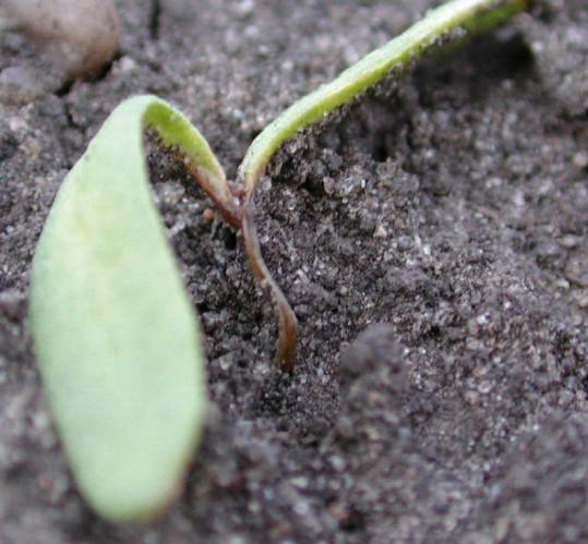 Cechy diagnostyczne niektórych chorób buraka cukrowego Choroba Zgorzel przedwschodowa siewek Pythium ultimum, P. irregulare Cechy diagnostyczne Patogen uszkadza kiełki i rośliny w stadium liścieni.