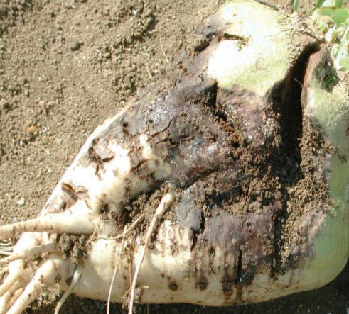 Mączniak prawdziwy Erysiphe betae Na liściach pojawiają się drobne, białe skupiska grzybni, które łączą się w większe skupienia, a z czasem pokrywają całą powierzchnię liścia.