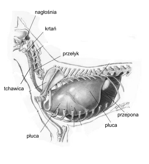 Jama nosowa, gardło, krtań, tchawica Płuca Tchawica rozgałęzia się na dwa oskrzela, wnikające do płuc.